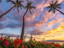 Chmury, Palmy, Morze, Stany Zjednoczone, Hawaje, Wyspa Maui, Kwiaty